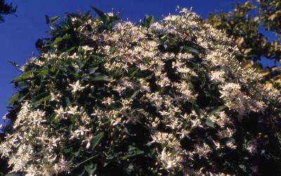 Flowers of Sweet Autumn Clematis